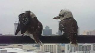 Kookaburras mating amp preening [upl. by Nickolas894]