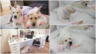 New Lab Puppy Birthday Haul Christmas Decor  Sad News [upl. by Ainiger]