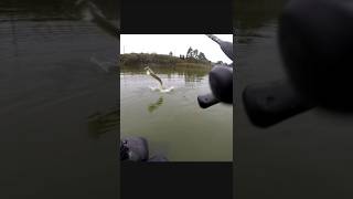 Pike fishing 🐊 fishing bigpike lineadepesca fish lucio pescapike pikefishing carp fishing [upl. by Gorga]