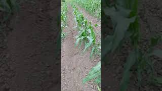 First quothilledquot sweetcorn with TroyBilt tiller amp furrowing plow [upl. by Sanfo]