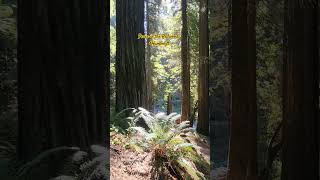 Peaceful moment in the Redwoods  Redwood Forest Humboldt [upl. by Ymirej129]