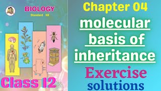 Molecular Basis of Inheritance class 12 biology chapter 4 Exercise solutions [upl. by Tenner]