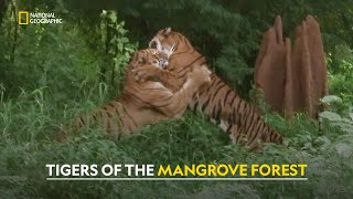 Danger in the Mangroves  Man Vs Monster  हिंदी  Full Episode  S2  E1  Nat Geo Wild [upl. by Oiragelo]