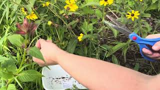 How to harvest lancedleaved coreopsis or tickseed Coreopsis lanceolata seeds [upl. by Eudo117]