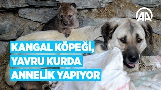 Kangal köpeği yavru kurda annelik yapıyor [upl. by Panta]