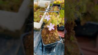 Drosera scorpioides drosera droserapigmea plantacarnivora plantascarnivoras [upl. by Lessig]