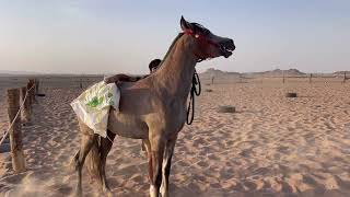 عسف الخيل مع الدحمي👏🏻🐎 [upl. by Olivette]