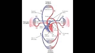 Pulmonary Vs Systemic Circulation [upl. by Asaph594]