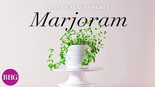 Everything You Need to Know About Marjoram  Plant Encyclopedia  Better Homes amp Gardens [upl. by Ninnahc928]