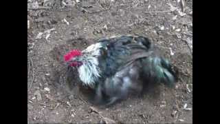 Birchen Marans Chicken sandbathing Philippines [upl. by Blanca184]