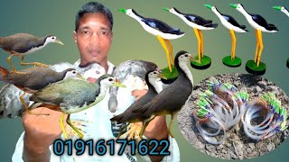 waterhen amazing Best big dahuk fram trap makingduck bird trap huntingdahukdhorafad [upl. by Meneau]