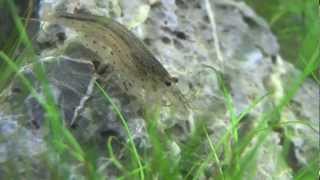 Close up footage of Amano Shrimp Caridina multidentata 1080p HD [upl. by Connel]