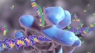 How Your Body Creates Proteins [upl. by Howlond]