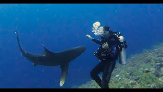 Face to face with the Longimanus shark at Elphinstone Reef Egypt 1st perspective [upl. by Arved]