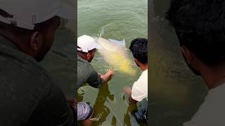 Indian Famous Fish fishing catla fishingtechniques [upl. by Maples]