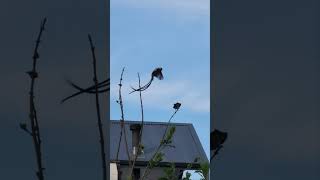 Pintailed whydah incredible action [upl. by Tannenbaum284]