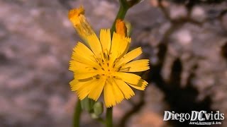 Crepis japonica  Crepedojapão  Japanese Hawkweed Crepidinae [upl. by Ttirb712]