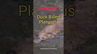 Extraordinary Duck Billed Platypus platypus duckbill duckbilled duckbilledplatypus egglaying [upl. by Nevet]