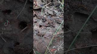 Ant colony uncovered in Ireland [upl. by Yenhpad170]