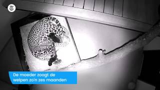 Lief Jaguarwelpjes geboren [upl. by Cly]