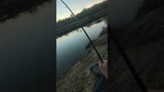 Poradnik działa 😉  Sumy biorą ale lekko nie jest 🎣 fishing spinning wedkarstwo sum catfish [upl. by Finkelstein499]