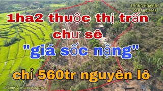 quotBán vườn quot1ha2 tại thị trấn chư sê 560tr nguyên lô  điện 3p  nước tưới vi vu [upl. by Donahoe]