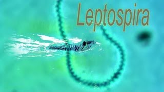 Leptospira [upl. by Enomsed]