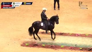 XIV Mundial CAMPEONATO DE CABALLOS PASO FINO [upl. by Leafar]