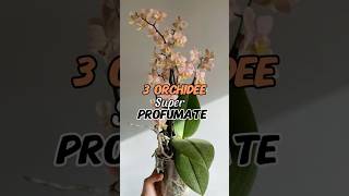 3 orchidee super profumate [upl. by Irot]