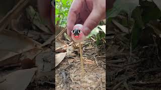 Survival Bushcraft Skills Aankh Candy 🤯camping outdoors survival bushcraft shorts skills [upl. by Kissie205]