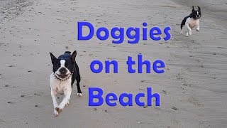 3 Boston Terriers on the Mediterranean Beach [upl. by Bruis]