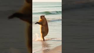 Capybara Takes the Leap Jumping Like Mario Capybara [upl. by Alleinnad]