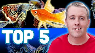 My TOP 5 LIVEBEARER AQUARIUM FISH [upl. by Gillette]