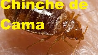 Datos y Curiosidades sobre las Chinches de Cama Extrerminar Chinches de Cama ElCoolFactShow Ep 6 [upl. by Ahsienek]