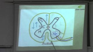 1CNS Dr Eman Sadeq 3112015 CNS from beginning to the medial lemniscus [upl. by Eecrad]