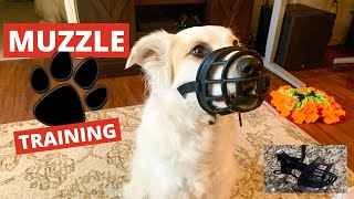 Training Your Dog to Wear a Muzzle [upl. by Aitenev]