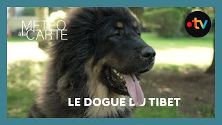 Découverte  lincroyable dogue du Tibet [upl. by Astrahan629]