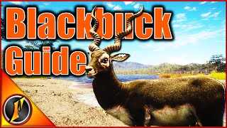 Blackbuck Guide  Everything You Need to Know [upl. by Clive]