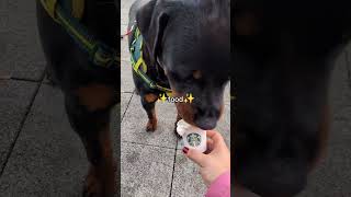 rottweiler rottie cuteanimal puppylife funny rotties cutedog puppy rottiestyle cute love [upl. by Atteiram]