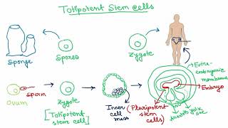 Stem Cells  Hindi   Totipotent  Pluripotent  Multipotent  Oligopotent  Unipotent [upl. by Nolie]