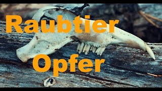 Raubtier Opfer [upl. by Clapp801]