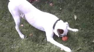 White Boxer Dog  3 year old adopted white boxer dog [upl. by Anegroeg]