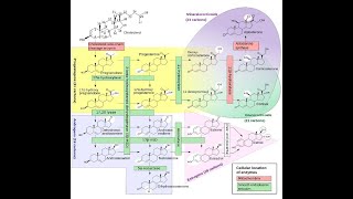 STEROIDOGENESIS AND CONGENITAL ADRENAL HYPERPLASIA [upl. by Atinek]