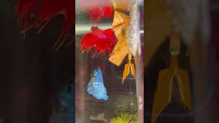 Betta fish breeding ♥️🥰 Part 2 shorts bettafish breeding [upl. by Baldwin585]