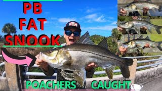 PB Fat Snook  POACHERS CAUGHT Multiple catches FWC please watch [upl. by Suriaj]