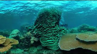 Take a Virtual Dive at Palmyra Atoll National Wildlife Refuge [upl. by Nali]