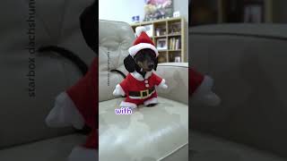 An elf joke starboxdachshunds buttercupstarbox moonpiestarbox [upl. by Judie]