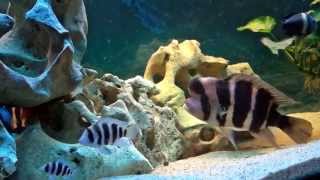 Aquarium quotFrontosa Blue Zairequot HD 2D 1h [upl. by Yedrahs667]