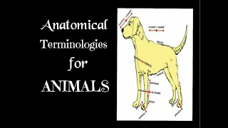 Descriptive anatomical terminologies of animals  first year Veterinary [upl. by Hartnett]