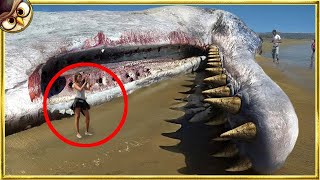 50 Terrifying Things Washed Up on Beaches [upl. by Monto]